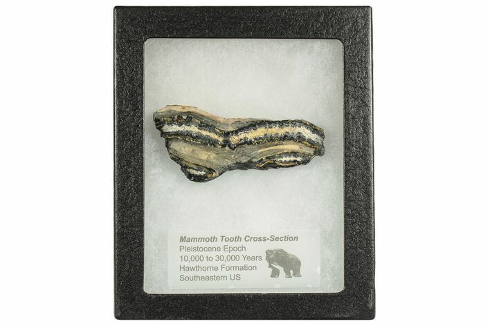 Mammoth Molar Slice with Case - South Carolina #193829
